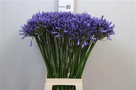 <h4>Agapanthus TR 'Dr. Brouwer'</h4>