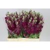 Matthiola Red