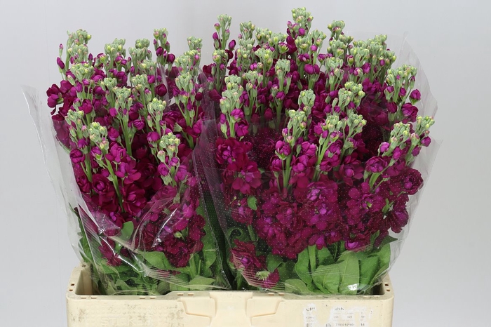 <h4>Matthiola Red</h4>
