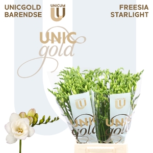 UG Barendse - Starlight 50