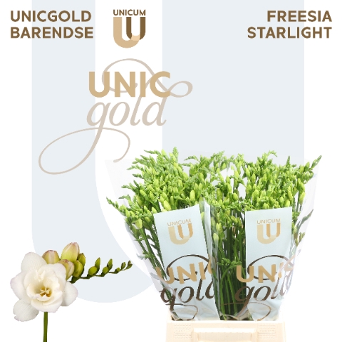 <h4>UG Barendse - Starlight 50</h4>