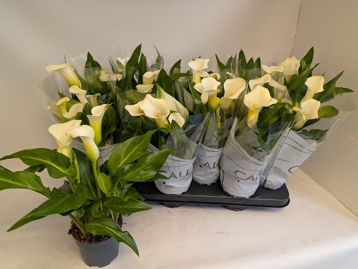 <h4>ZANT CAPT FRESCO</h4>