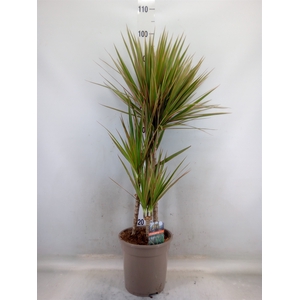 Dracaena marg. 'Bicolor'
