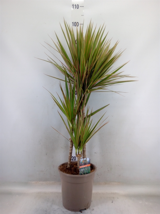 <h4>Dracaena marg. 'Bicolor'</h4>