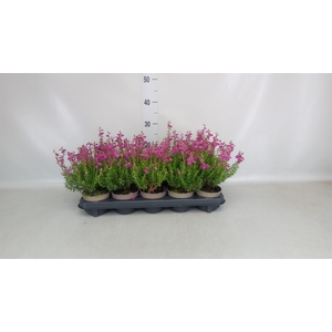 Daboecia cantabrica 'Atropurpurea'