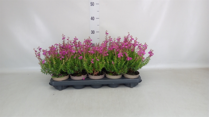 <h4>Daboecia cantabrica 'Atropurpurea'</h4>