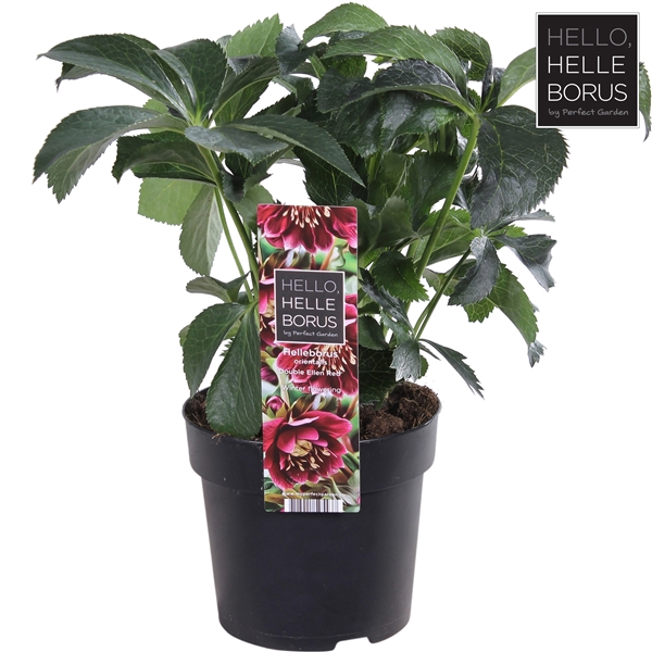 <h4>Helleborus orientalis 'Double Ellen Red' P14</h4>