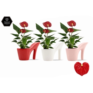 Anthurium 6 cm Micra in Heels ceramics