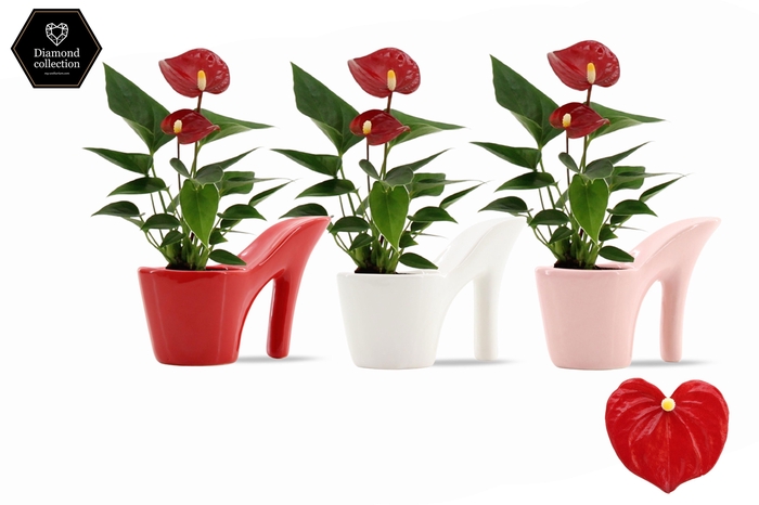 <h4>Anthurium 6 cm Micra in Heels ceramics</h4>