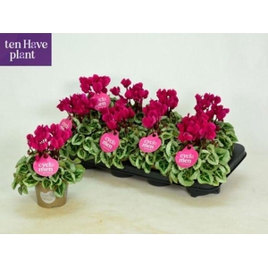 CYCL MIDI PICASSO PURPLE