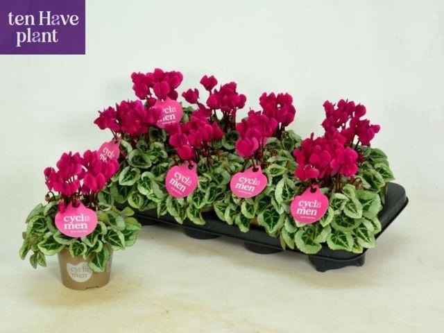 <h4>CYCL MIDI PICASSO PURPLE</h4>