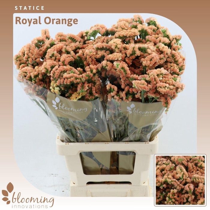 <h4>Statice Royal Orange</h4>