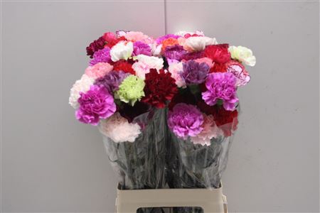 <h4>Di St Rainbow Mix</h4>
