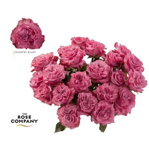 Rosa a grande fleur Country Spirit Blues