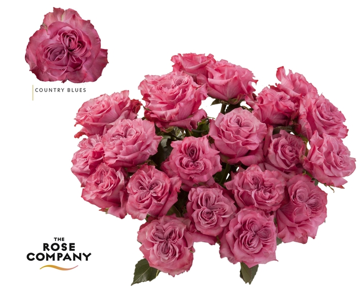 <h4>Rosa a grande fleur Country Spirit Blues</h4>