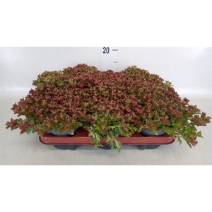 Sedum spurium 'Spot on deep Rose'