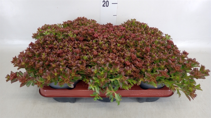 <h4>Sedum spurium 'Spot on deep Rose'</h4>