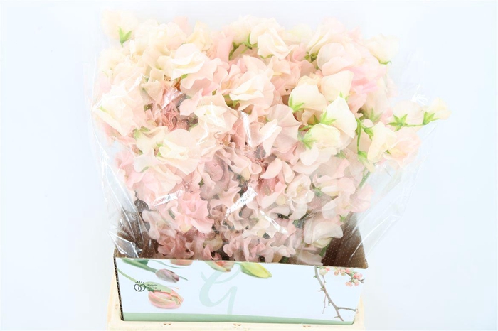 <h4>Lathyr Odor Salmon Apricot</h4>