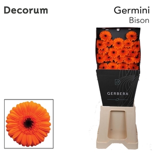 Germini Bison Diamond Per Kaart