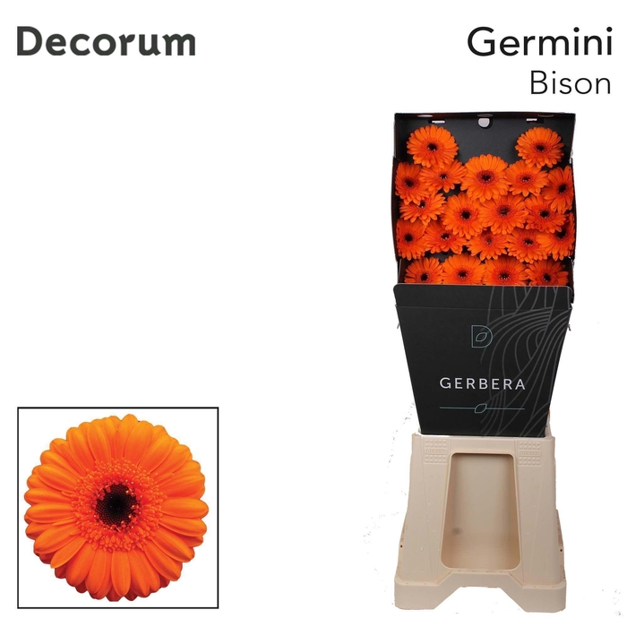 <h4>Germini Bison Diamond</h4>