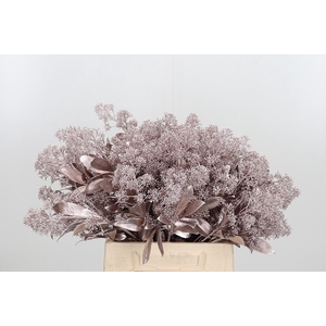 Skimmia Kl Bh Champagne