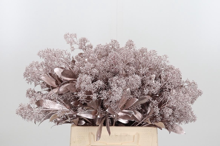 <h4>Skimmia Kl Bh Champagne</h4>