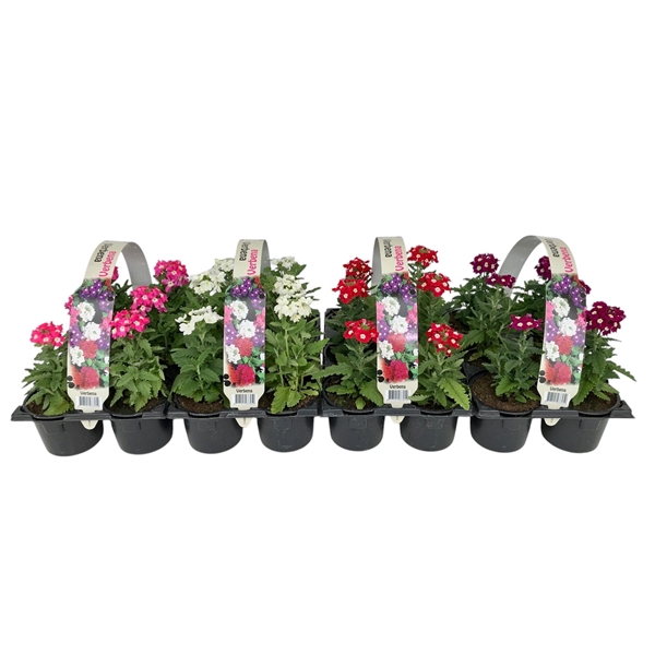 <h4>Verbena diverse kleuren 6p</h4>
