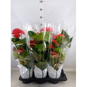 Anthurium andr. 'Madural'