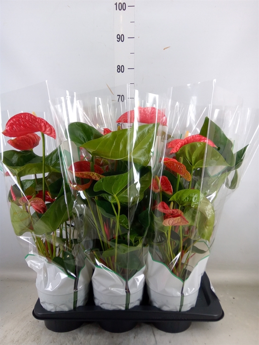 <h4>Anthurium andr. 'Madural'</h4>