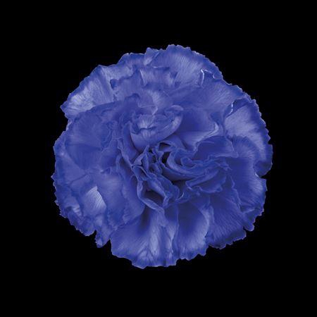 <h4>Dianthus St Lilac</h4>