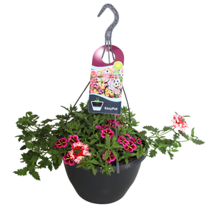 'Weekaanbieding; Hangpotten 27 waterreservoir Mix 06 Kiss mix