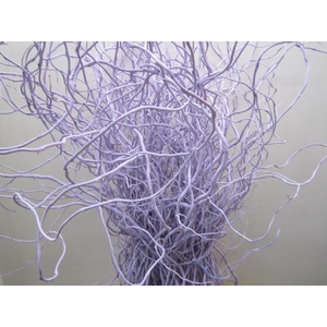 Salix Kronkelwilg Licht Milka