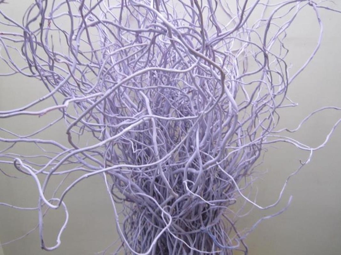 <h4>Salix Kronkelwilg Licht Milka</h4>