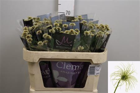 <h4>Clematis diversif. 'Amazing Kibo'</h4>