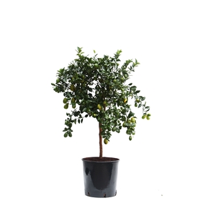 Citrus Australasica stem P22