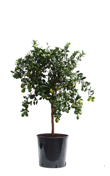 <h4>Citrus Australasica stem P22</h4>