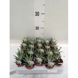 Haworthia fasciata 'Big Band'