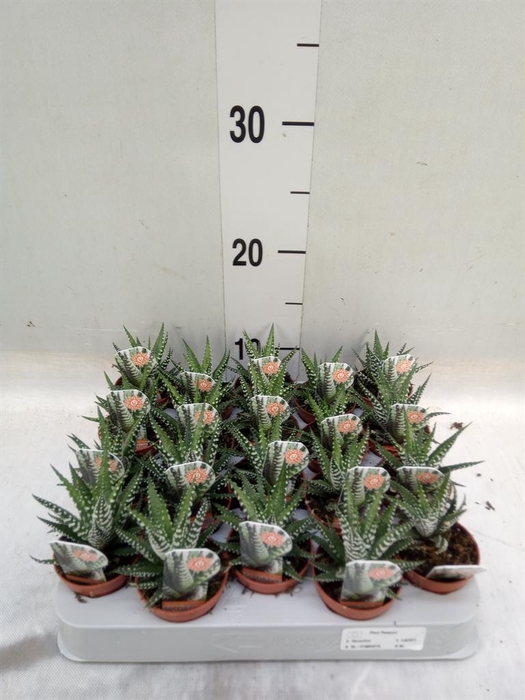 <h4>Haworthia fasciata 'Big Band'</h4>