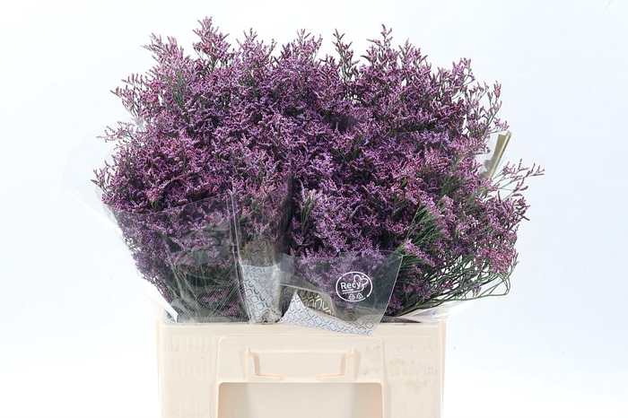 <h4>Lim Piuma Sky</h4>