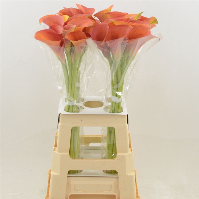 <h4>Calla Orange Pride</h4>