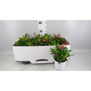 Euphorbia milii 'Vulcanus'