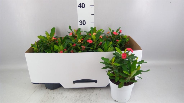 <h4>Euphorbia milii 'Vulcanus'</h4>