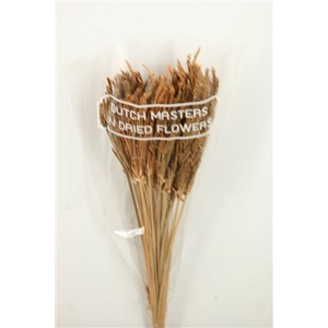 Dried Umbr. Sedge Big Leaf Natural Bunch