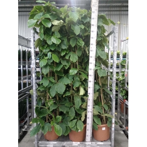 Tetrastigma voinierianum