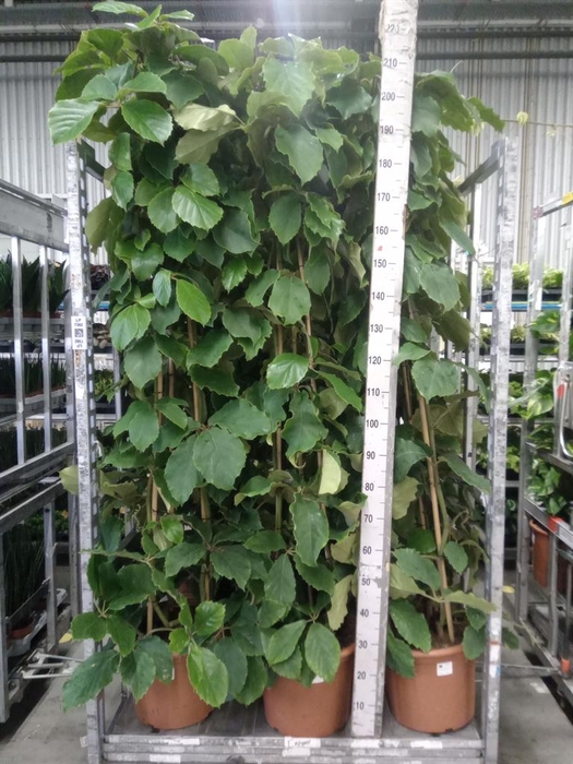 <h4>Tetrastigma voinierianum</h4>