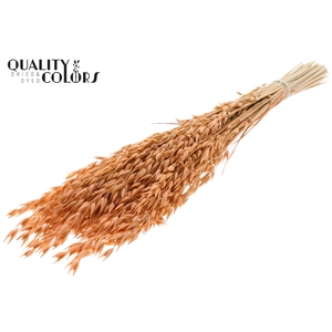 Avena Premium per bunch Frosted Salmon