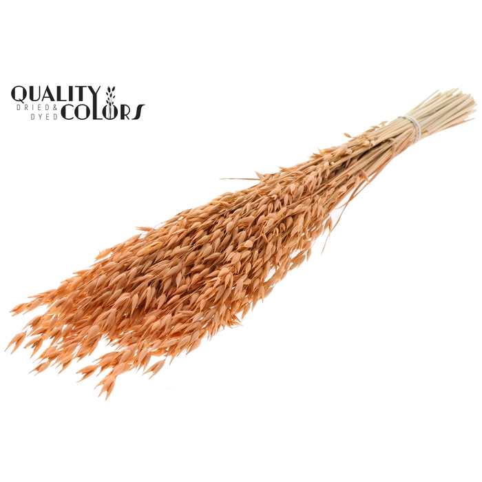 <h4>Avena Premium per bunch Frosted Salmon</h4>