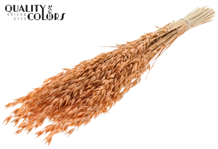 Avena Premium per bunch Frosted Salmon