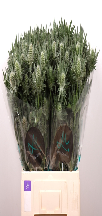 <h4>ERYN GEMINI QUESTAR</h4>
