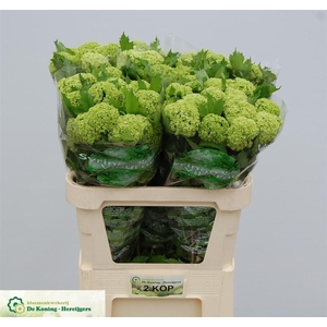 Viburnum Roseum St 2 Bal